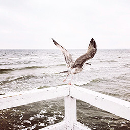 seagull sea baltic flying wings winter travel travelling UGC content